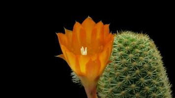 hermosa cactus flor floreciente hora lapso aislado en negro antecedentes. video