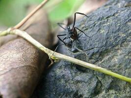 Closeup photo of ants, unique