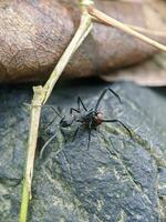 Closeup photo of ants, unique