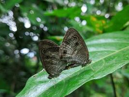 Closeup photo of a pair of butterflies