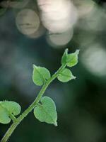 cerca arriba foto de plantas