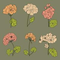 Set of Lined malva flowers. Hollyhocks. Vector. vector