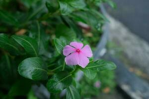 foto de rosado flores en Fresco verde hojas