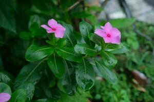 photo of pink flowers on fresh green leaves