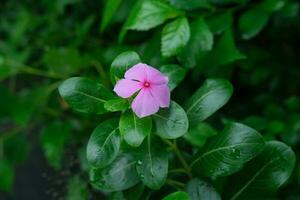 foto de rosado flores en Fresco verde hojas