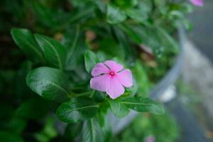 foto de rosado flores en Fresco verde hojas