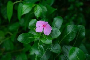 photo of pink flowers on fresh green leaves