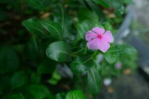 foto de rosado flores en Fresco verde hojas