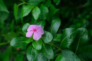 photo of pink flowers on fresh green leaves