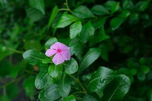 photo of pink flowers on fresh green leaves
