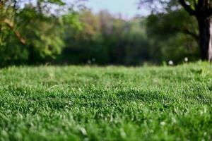 Green grass desktop screensaver, ecology and care for the environment photo