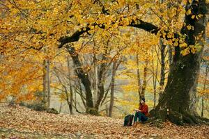 woman model in sweater and jeans and boots sits on the ground near a tree in the park fallen leaves forest photo