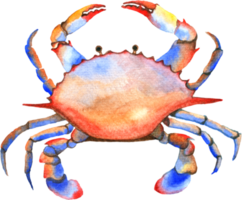 sotto il mare animali acquerello png