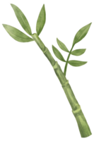 bambu blad vattenfärg png