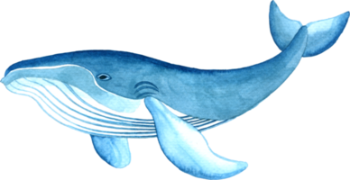 sotto il mare animali acquerello png