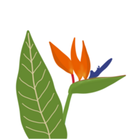 vogel van paradijs tropisch bloem. png