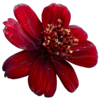 chocolate cosmos flores png