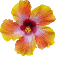 kleiner Finger gelb Orange Hibiskus Blume png