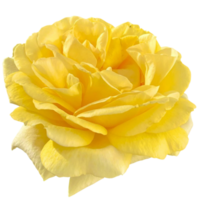 Julia Child rose png