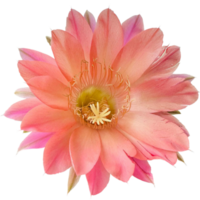 echinopsis fiore rosso rosa png