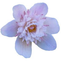 Wood anemone plant png