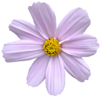 púrpura jardín cosmos png