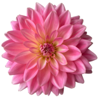 Pink yellow blooming dahlia flowers png