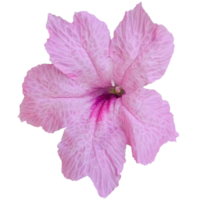 Pink Mexican Petunia flowers png