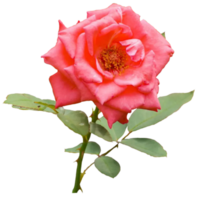 en ros i full blom png