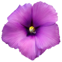 blauw hibiscus, lila hibiscus png