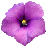 blå hibiskus, lila hibiskus png