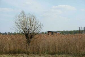 bajo ángulo ver de willen lago parque con local y turista público disfrutando el belleza de lago y parque por caminando alrededor con su familias imágenes estaba capturado en 09-abril-2023 a milton Keynes Reino Unido foto