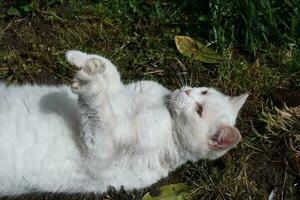 linda persa puro blanco gato es posando en el hogar jardín foto