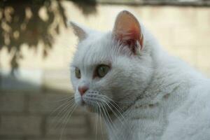 Cute Persian Pure White Cat is Posing in the Home Garden photo