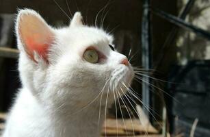 linda persa puro blanco gato es posando en el hogar jardín foto