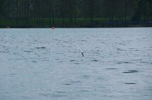 Cute Water Birds at The Lake of Public Park of Luton England UK photo