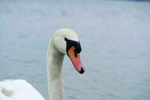 Cute Water Birds at The Lake of Public Park of Luton England UK photo