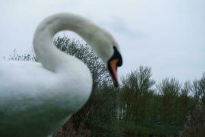 Cute Water Birds at The Lake of Public Park of Luton England UK photo