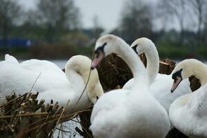 Cute Water Birds at The Lake of Public Park of Luton England UK photo