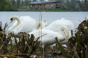 linda agua aves a el lago de público parque de lutón Inglaterra Reino Unido foto