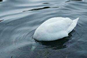 linda agua aves a el lago de público parque de lutón Inglaterra Reino Unido foto