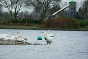 Cute Water Birds at The Lake of Public Park of Luton England UK photo