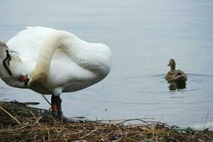 Cute Water Birds at The Lake of Public Park of Luton England UK photo