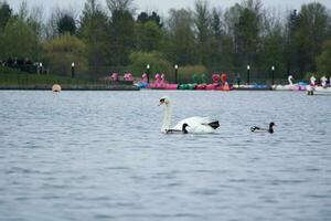 Cute Water Birds at The Lake of Public Park of Luton England UK photo