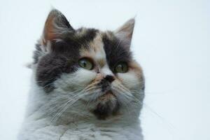 Cute Persian Pure White Cat is Posing in the Home Garden photo