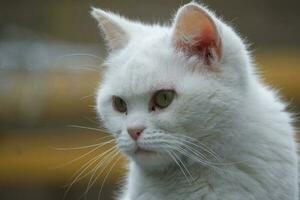 Cute Persian Pure White Cat is Posing in the Home Garden photo