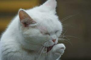 Cute Persian Pure White Cat is Posing in the Home Garden photo