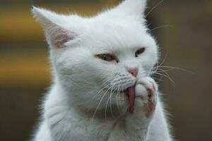 Cute Persian Pure White Cat is Posing in the Home Garden photo