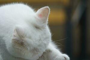 Cute Persian Pure White Cat is Posing in the Home Garden photo