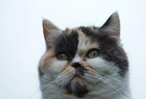 Cute Persian Pure White Cat is Posing in the Home Garden photo